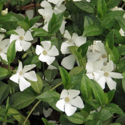 Vinca minor 'Alba'