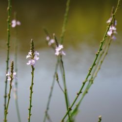 Verbena officinalis