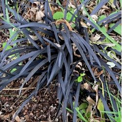 Ophiopogon planiscapus 'nigrescens'