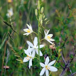 Anthericum liliago