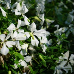 Clematis viticella 'Alba Luxurians'