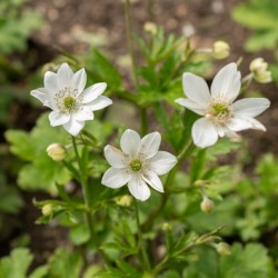 Anemone leveillei