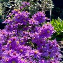 Aster cordifolius 'Little Carlow'