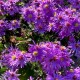 Aster cordifolius 'Little Carlow'