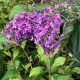 Buddleja 'Violet Cascade'