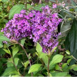 Buddleja 'Violet Cascade'