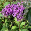 Buddleja 'Violet Cascade'