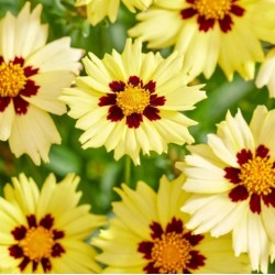 Coreopsis grandiflora 'Solar Moon'