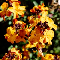 Erysimum cheiri