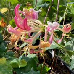 Lonicera peryclemum 'Caprilia Impérial'