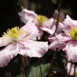 Clematis montana 'Fragant Spring'