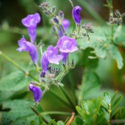 Scutellaria resinosa 'Smokey Hills'