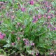 Pulmonaria saccharata 'Raspberry Splash'