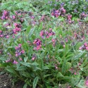 Pulmonaria saccharata 'Raspberry Splash'