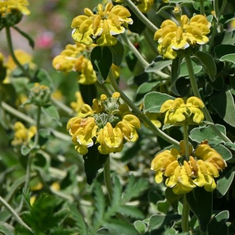 Phlomis fruticosa