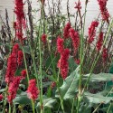 Persicaria amplexicaulis 'JS Calor'