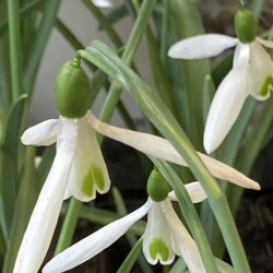 Galanthus nivalis  'Atkinsii'