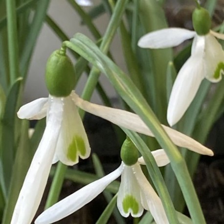 Galanthus nivalis  'Atkinsii'