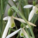 Galanthus nivalis  'Atkinsii'