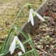 Galanthus nivalis  'Atkinsii'