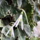 Galanthus nivalis  'Atkinsii'