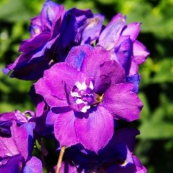 Delphinium elatum 'Christel'